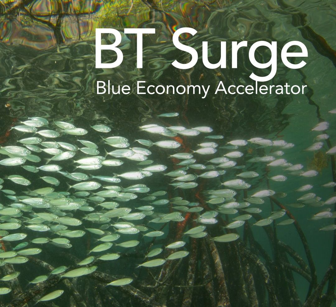 bt surge blue economy accelerator